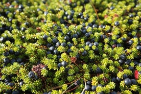 Colhendo frutas silvestres e fazendo sua própria geléia na Islândia