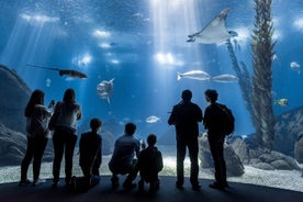 ตั๋วเข้าชมพิพิธภัณฑ์สัตว์น้ำ Oceanário ลิสบอนในโปรตุเกส