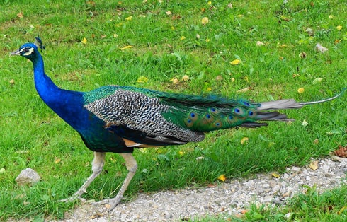 Photo of Peacock male at Alpine Zoo in Austria, Carinthia, Feld am See.