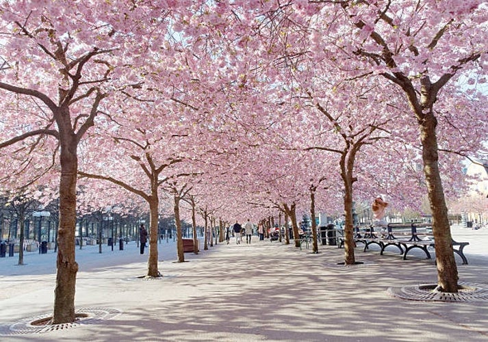 Kungsträdgården in Stockholm.jpg