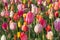 The Tulip Barn, Hillegom, South Holland, Netherlands