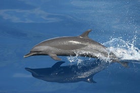 Sunset Dolphin Watching Boat Tour from Vrsar