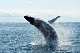 Croisière d'observation des baleines sur un yacht à Reykjavik