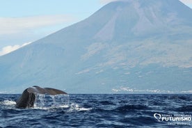 Whale and dolphin watching in Pico Island 