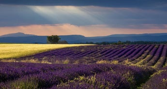 Best of Provence Plus! the Luberon and Aix-en-Provence