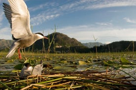 Nationales Vogelschutzgebiet Hutovo Blato Foto Safari