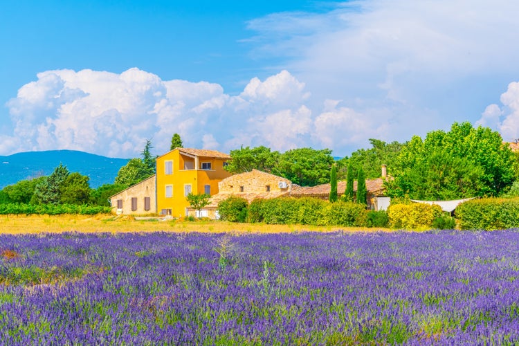 Lavender field in Luberon region, France.jpg