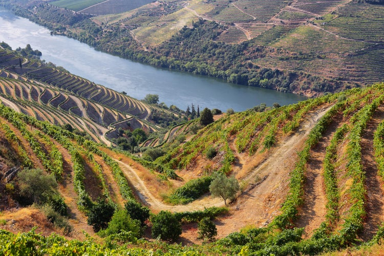 scenic-view-of-alto-douro-vinhateiro-portugal-2023-11-27-04-51-12-utc.jpg