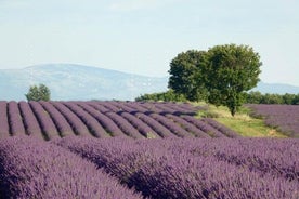 Lavendelturen fra marseille eller aix en provence