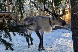 Þjóðgarðurinn í Helsinki og hreindýrabúi EINKAHEIMSÖKUN með bíl með leiðsögn