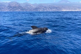 3-Hour Private Tour with Whale and Dolphin Watching