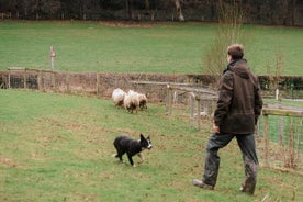 This is Wales - Private Sheepdog demo, Landscape and culture tour Snowdonia