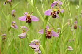 Butterflies and Orchids of the North Downs