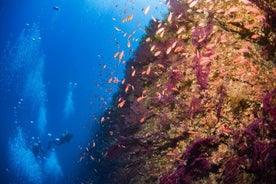 Esperienza di Snorkeling a Genova per Piccoli Gruppi