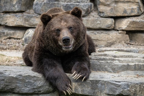 Photo of a closeup shot of a Bear in Domain of the Caves of Han, Belgium.