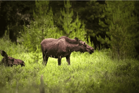 From Stockholm: Wildlife Safari with Campfire Dinner