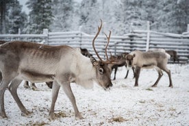 Alvöru hreindýra upplifun í óbyggðum í Levi