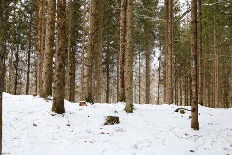 A view of a pine tree forest in Latvia in early Spring. Snow still coveting the ground. The Magical Pokaiņi forest.