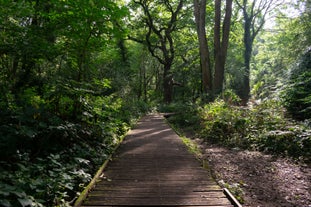 Moseley Bog