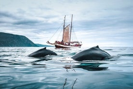 Observação de baleias em um veleiro de carvalho tradicional de Husavik