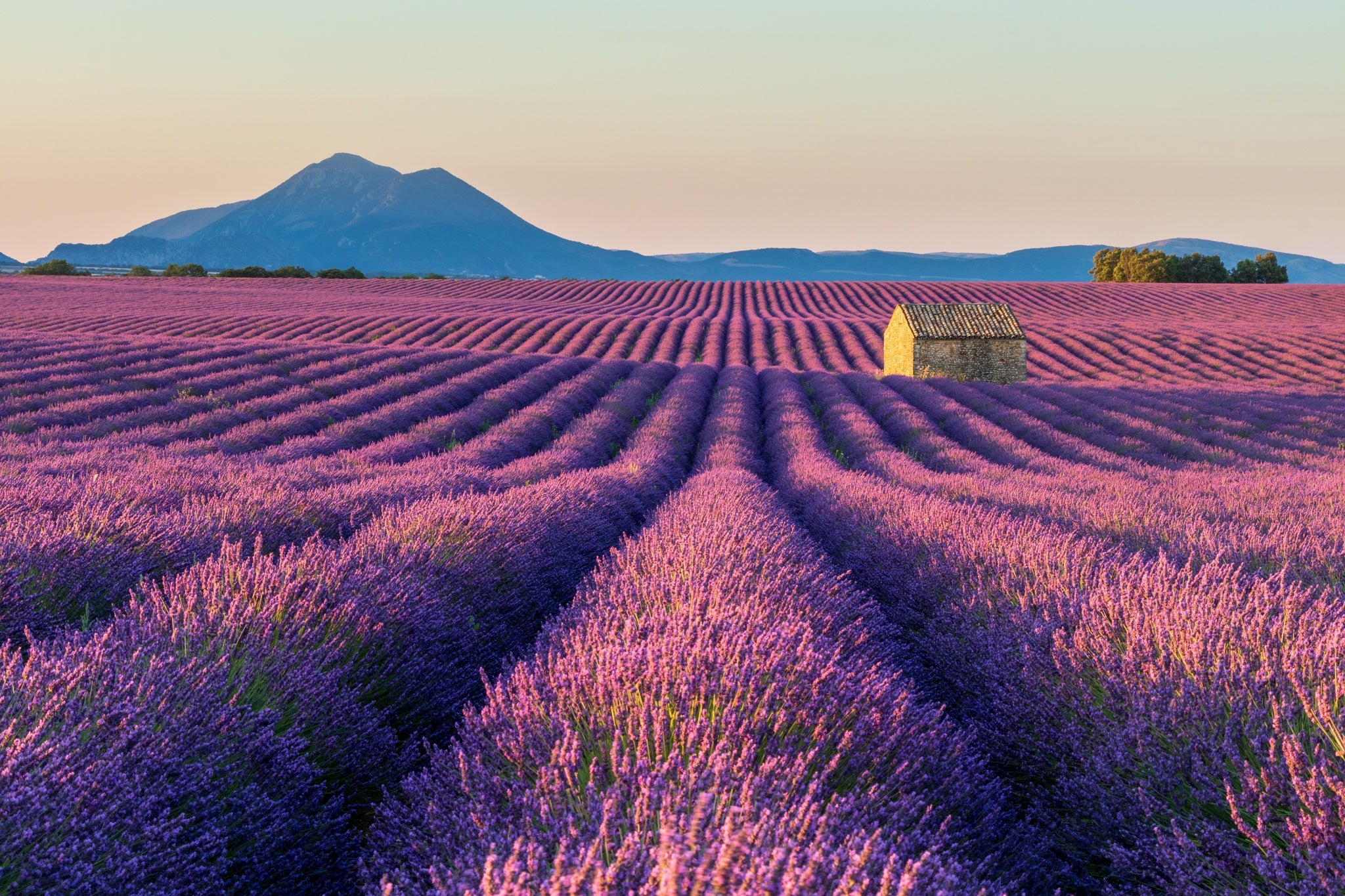 Lavender fields in plateau de Valensole, France.jpg