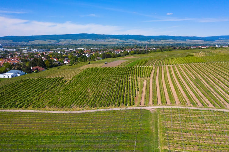 Photo of Top view of the vineyards around Ingelheim am Rhein / Germany.