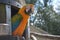 Photo of a parrot peeking out of the hideout, at Birdland Park and Gardens, England.