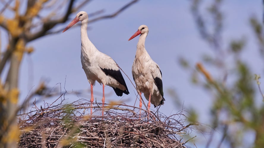 birdwatching in Lithuania.jpg