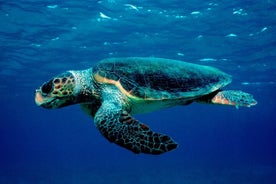 Zakynthos Marine Park with Turtles Spotting