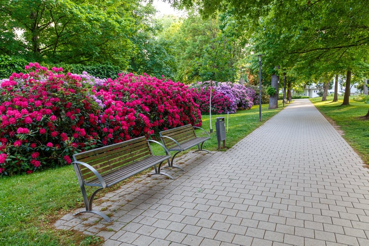 photo of view of Blooming rhododendrons in the city park. Spring urban landscape in the town of Bad Hersfeld, tourist destination. Hesse, Germany.