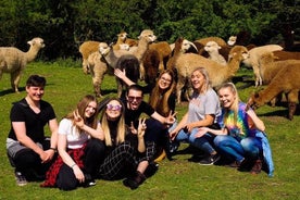 2-Hour Alpaca Farm Experience in Kenilworth