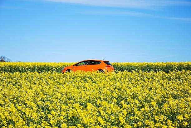 spring.jpg