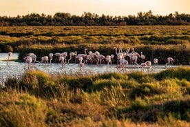 Lítill hópur hálfdags Camargue og rósavínsferð frá Montpellier