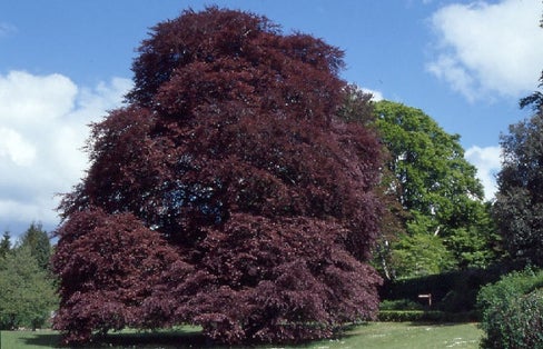 photo of view of Coole Park, Gort, Irland.