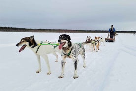 Kemi-Tornio: Husky Sled Ride with Hot Drink