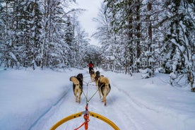 Rovaniemi: 1-Hour Self-Drive Husky Sledding Experience