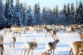 Kuusamo: Morning Feeding of Hundreds of Reindeer