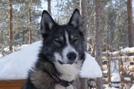 Viaje en trineo con husky en el valle de alta