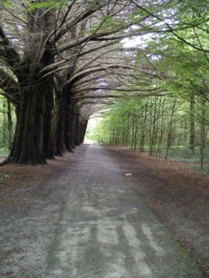 photo of view of Coole Park, Gort, Irland.