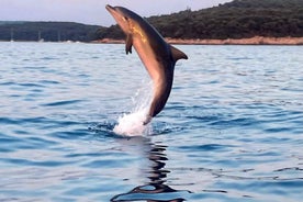 Shared dolphin & sunset tour Rovinj drinks included