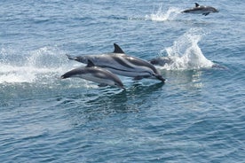 From Costa del Sol: Gibraltar Dolphin Watching by Boat