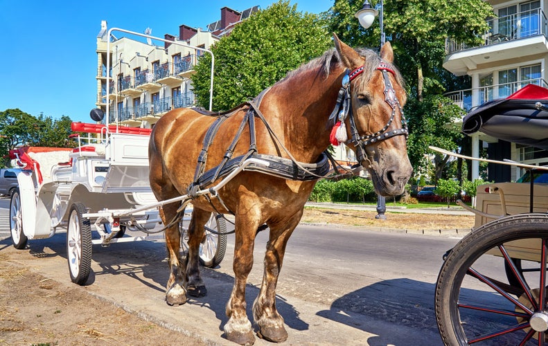 Horse with white carriage for a city tour in Swinemünde. Swinoujscie, Poland