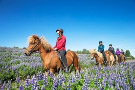 Passeio a cavalo na Islândia