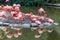 Photo of pink flamingos at Blackpool zoo, UK.