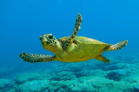 Dalyan rútuferð til Caunos, Turtle Beach og Sultaniye Leðbað frá Marmaris