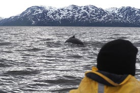 Small group Whale watching