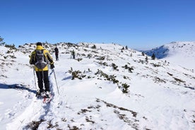 Frá Sofíu: Snjógönguferð á Vitosha-fjalli