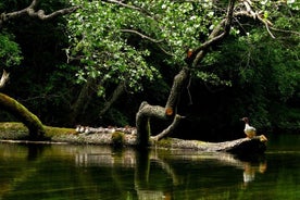 Caiaque autoguiado no rio Žeimena, no leste da Lituânia