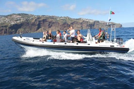 From Funchal: Whales and Dolphin Adventure Tour