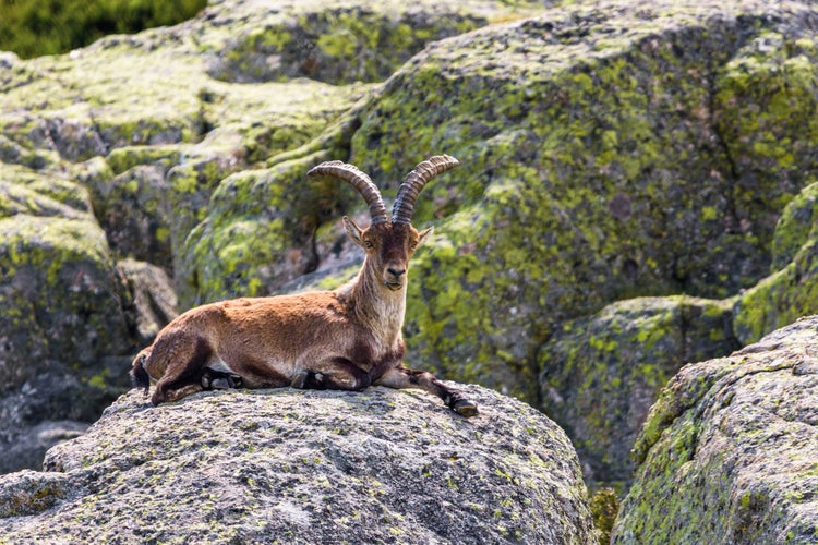 photo of view of A Spanish ibex in Sierra de Gredos, Avila, Castilla y Leon, Spain.